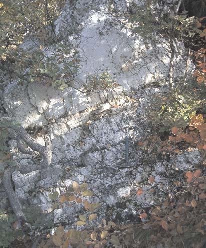 ábrán) 1 stromatolit (B-tag); 2 pados dolomit (C-tag); 3 kovás, finomkristályos dolomit; 4 brachiopoda, litoklaszt; 5 száradási repedés; 6 a 3. ábrán szereplő fotó Figure 2.
