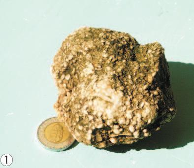238 KERCSMÁR ZSOLT III. tábla Plate III 1. Apró nummuliteszes mészkő (Nummulites hottingeri SCHAUB) (3.1.) Small nummulitic limestone (Nummulites hottingeri SCHAUB) (3.
