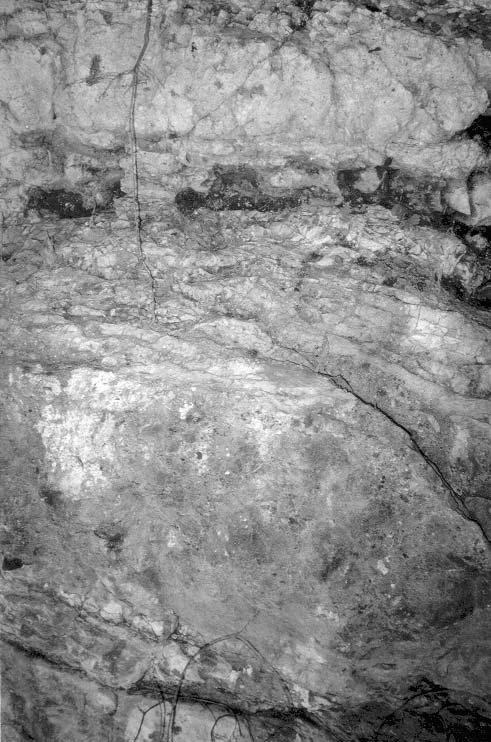 A Tari Dácittufa Formáció típusszelvényének felülvizsgálata 79 Lajtamészkő Formáció A fúrási dokumentációk szerint (Tar 35) 40 m vastagságot elérő aleuritos riolittufa és 3 5 cm-es andezit- és