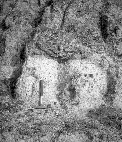 82 ZELENKA TIBOR et al. 7. fotó. Fehér horzsaköves riolittufa (felső riolittufa) váltakozása szürke piroxénes andezittufával, Fehérkő-bánya-tető Photo. 7. Alternation of the white pumiceous rhyolite tuffs (Upper Rhyolite Tuff) and the grey pyroxenic andesite tuffs of finegrained on the top of quarry of Fehérkő-bánya 5.