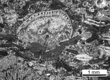 c) Plankton foraminiferákat tartalmazó finom kalkarenites réteg felett nagyforaminiferás, durva kalkarenites réteg. A10. minta.
