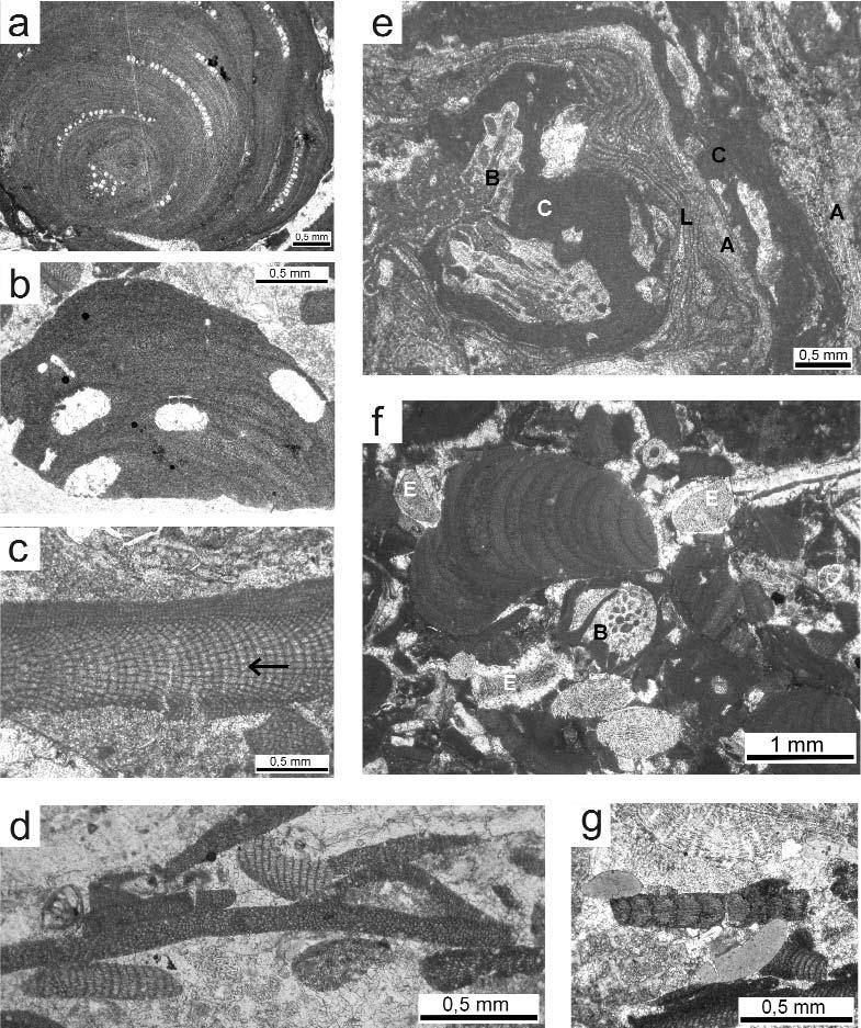 A móri Antal-hegyi középső- és késő-eocén lithothamniumos mészkő mikrofácies és őskörnyezeti vizsgálata 91 6. ábra.