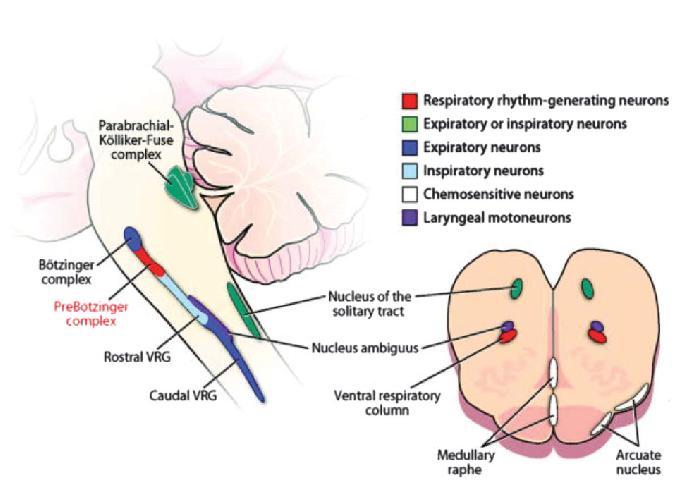 AGYTÖRZSI LÉGZŐKÖZPONTOK 1. Dorsal respiratory group (DRG); belégzés 2. Ventral respiratory group (VRG); ki- és belégzés 3. Pneumotaxikus központ (Pre-Bötzinger sejtek) 4.