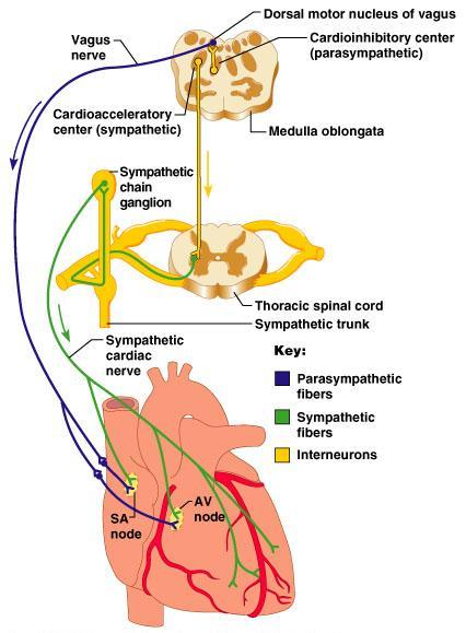 AGYTÖRZSI CARDIOVASCULARIS KÖZPONT Szívfrekvencia szabályozása HELYE: medulla oblongata területén, mint előbb Cardioaccelerátor központ (rostr + lat) szívfrekvencia nő szimpatikus aktiváció (nervi