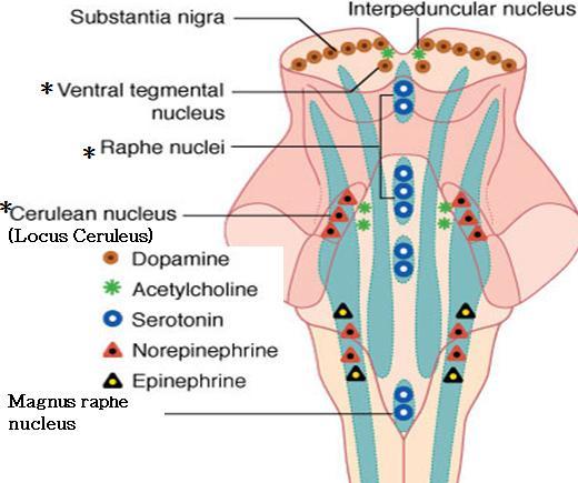 AGYTÖRZSI MONOAMINERG RENDSZEREK Serotonin: nuclei raphes Dopamin: