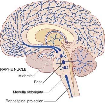 AGYTÖRZSI MONOAMINERG RENDSZEREK Serotonin: nuclei raphes Dopamin: substantia nigra, area ventralis tegmentalis Noradrenalin: locus coeruleus 5HT hangulati szabályozás rendszere magok elnevezése: B1