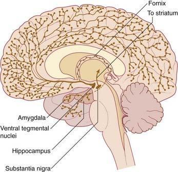 AGYTÖRZSI MONOAMINERG RENDSZEREK Serotonin: nuclei raphes Dopamin: substantia nigra, area ventralis tegmentalis Tsai Noradrenalin: locus ceruleus DA magok jelölése: A8 A10 a dopaminerg magok