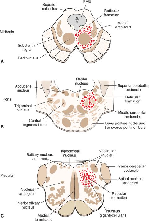 A FORMATIO RETICULARIS HATÁRAI Topographia 1 Medulla spinalis nyaki