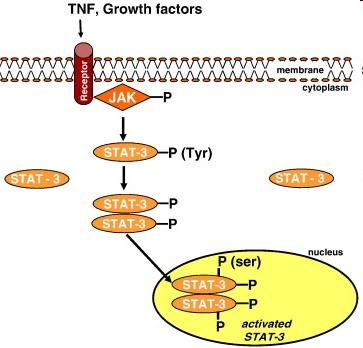 STAT3 transzkripciós faktor Cytokines (IL-6), GPCR ligands (Ang II) AMI STAT3 K.O. egerekben: szívelégtelenség mortalitás (Hilfiker-Kleiner D, et al. Circ Res.