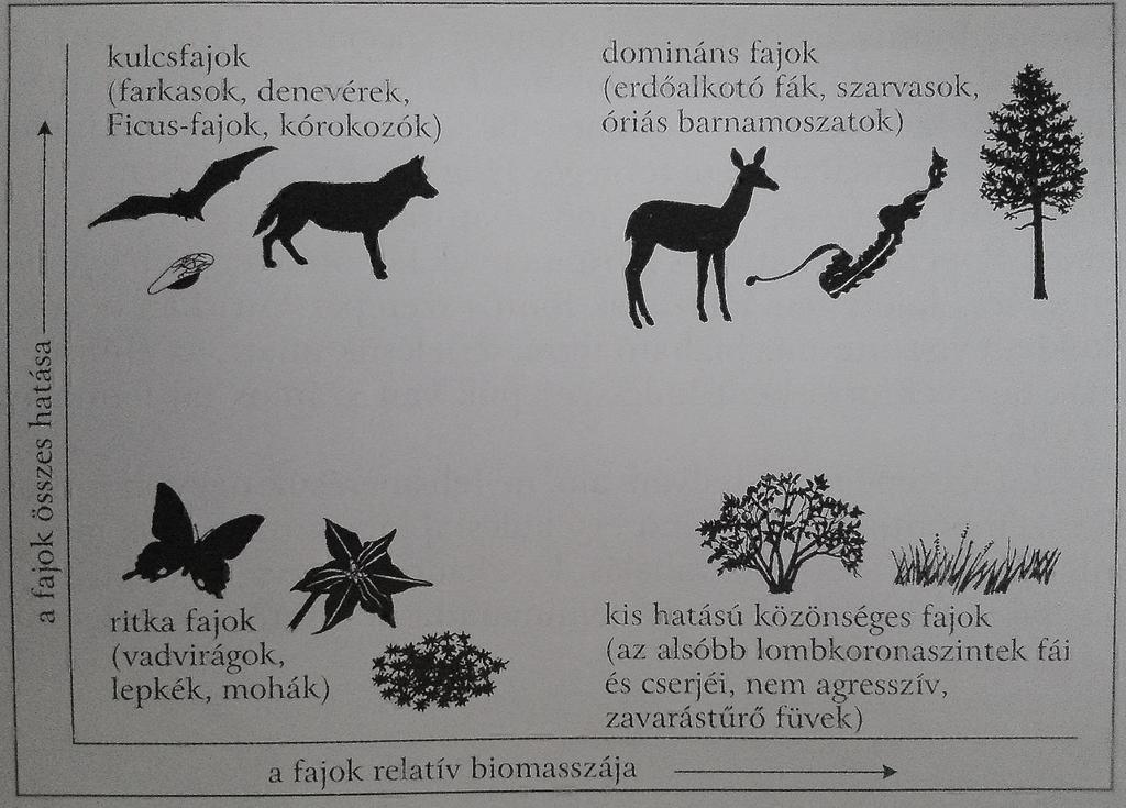 Kulcsfajok, ritka fajok, domináns fajok és közönséges fajok szerepe a