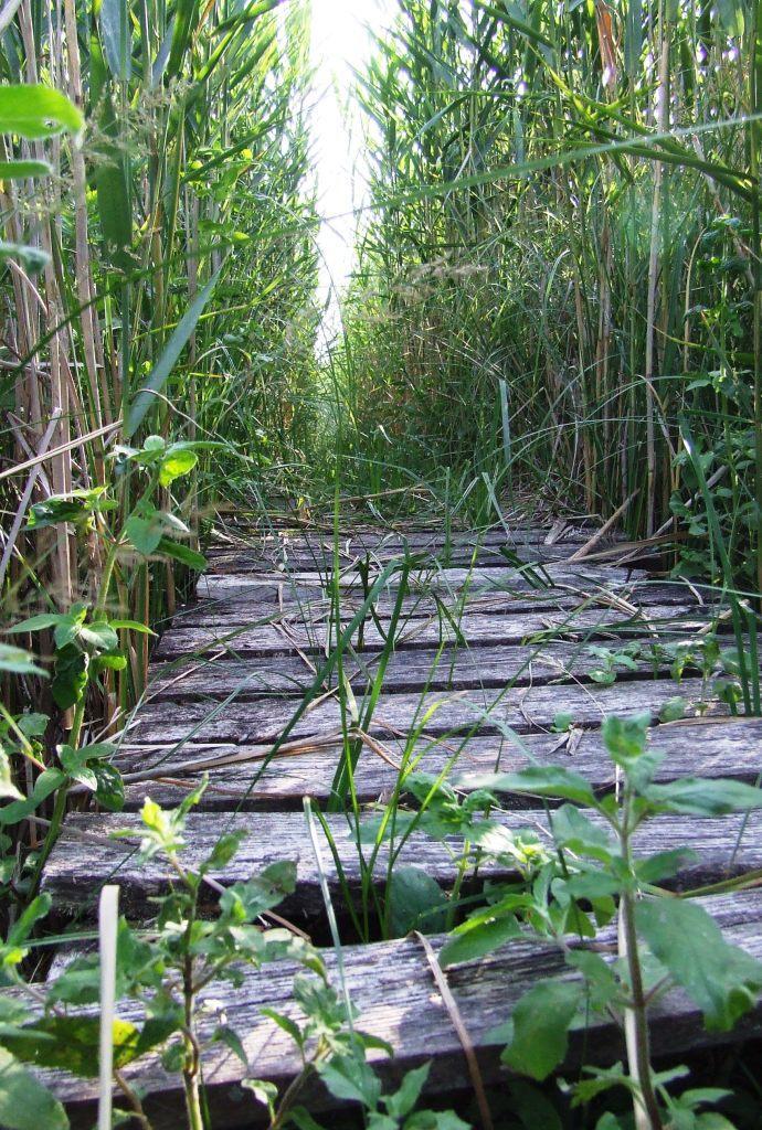 fejlesztése Általános Natura 2000 kampányok,