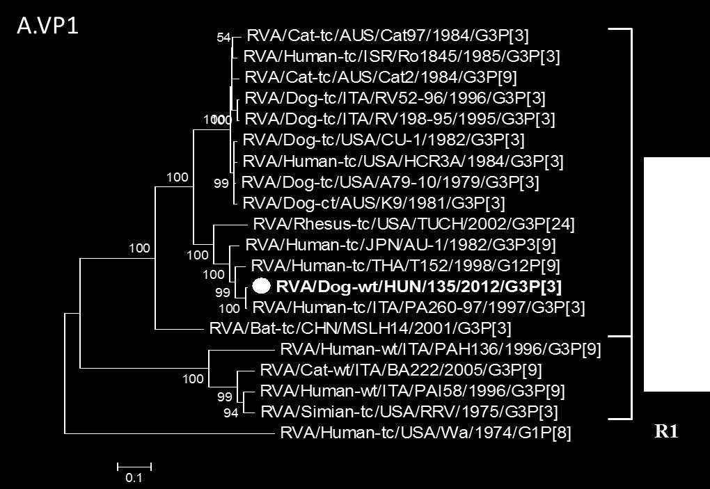 3. Függelék ábra. Kutya RVA gén alapú filogenetikai fák.