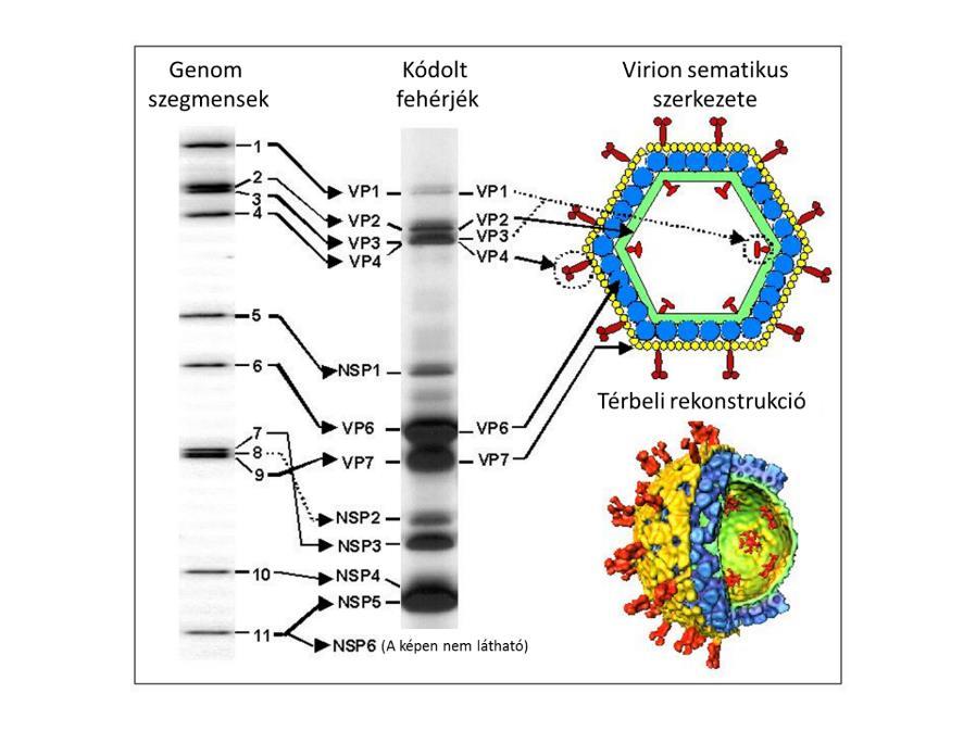 V.2.A rotavírus virion morfológiája és genomszerkezete A teljes rotavírus virionok megközelítőleg 100 nm átmérőjű kapsziddal rendelkeznek, melyek három fehérje rétegből állnak, amelyet további lipid