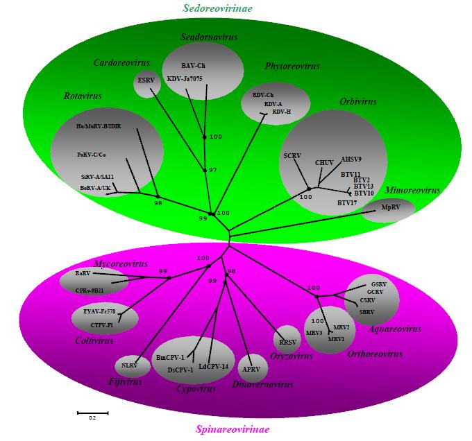 felosztás a morfológiai különbségek mellett az RNS-függő RNS polimeráz gén szekvenciájában mutatkozó eltérések is támogatják (Attoui, H. et al. 2007). 4. ábra. Rotavírusok filogenetikai helyzete.