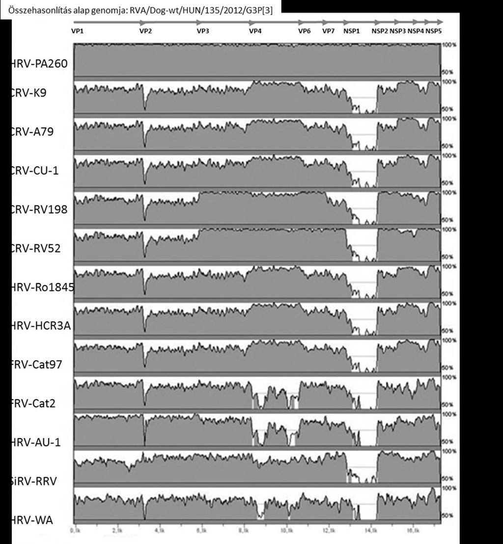 Törzs VP7 VP4 VP6 VP1 VP2 VP3 NSP1 NSP2 NSP3 NSP4 NSP5 RVA/Dog-tc/HUN/135/201x/G3P[3] G3 P[3] I3 R3 C3 M3 A15 N2 T3 E3 H6 RVA/Human-tc/ITA/PA260-97/1997/G3P[3] G3 P[3] I3 R3 C3 M3 A15 N2 T3 E3 H6