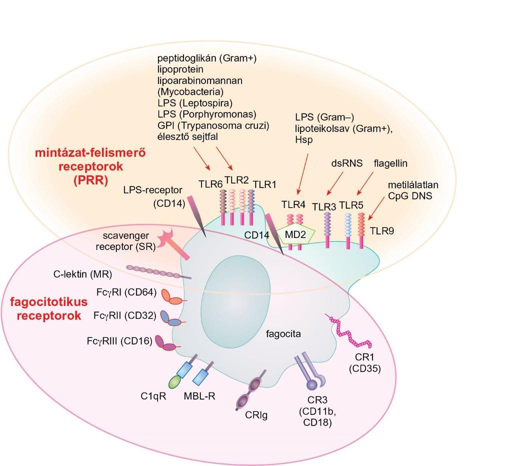 3.5. ábra Mintázatfelismerő és fagocitótikus receptorok fagocita sejteken