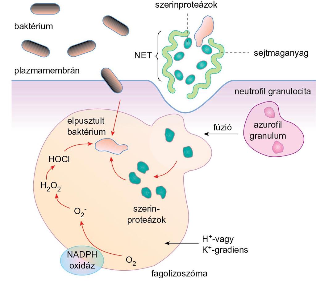 3.16. ábra Az oxidatív burst folyamata és NET-képződés