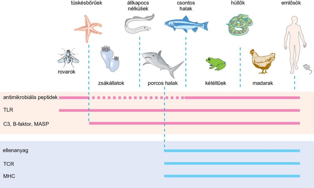 15.5. ábra A veleszületett és az adaptív immunrendszer legfontosabb