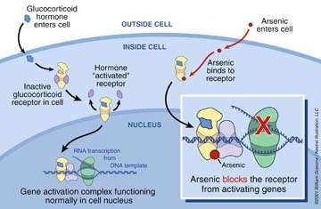 hatás Glukokortikoid receptor gátlás Ösztrogén receptor gátlás Citotoxikus hatás Arzénmérgezés (LD50)