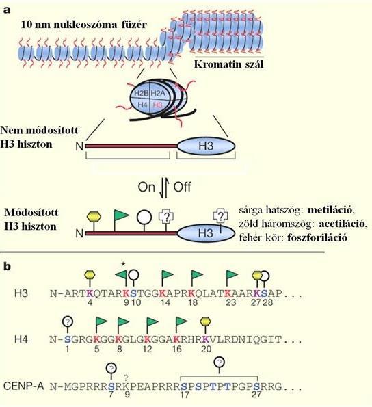 Epigenetika A genomot érintő olyan jelenségekkel foglalkozik, melyek nem a DNS nukleotidsorrendjét érintik, de mitotikusan (vagy