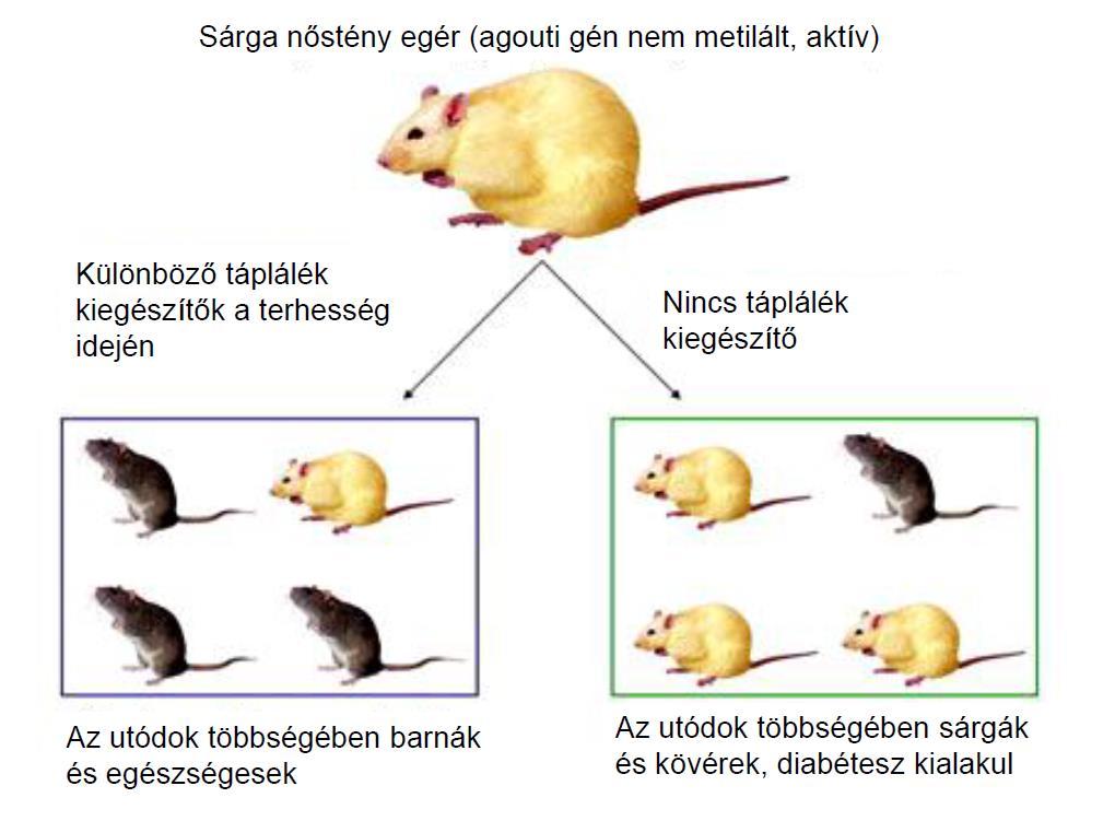 Táplálkozás