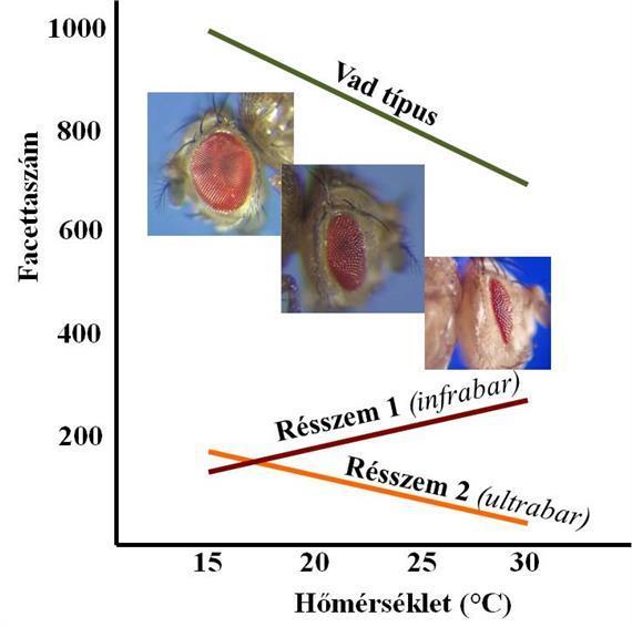 Reakciónorma A muslica összetett szemét alkotó facetták száma A vad típusú legyekben a tartási hőmérséklet függvényében (15-30 C) 1000-700 között változik.