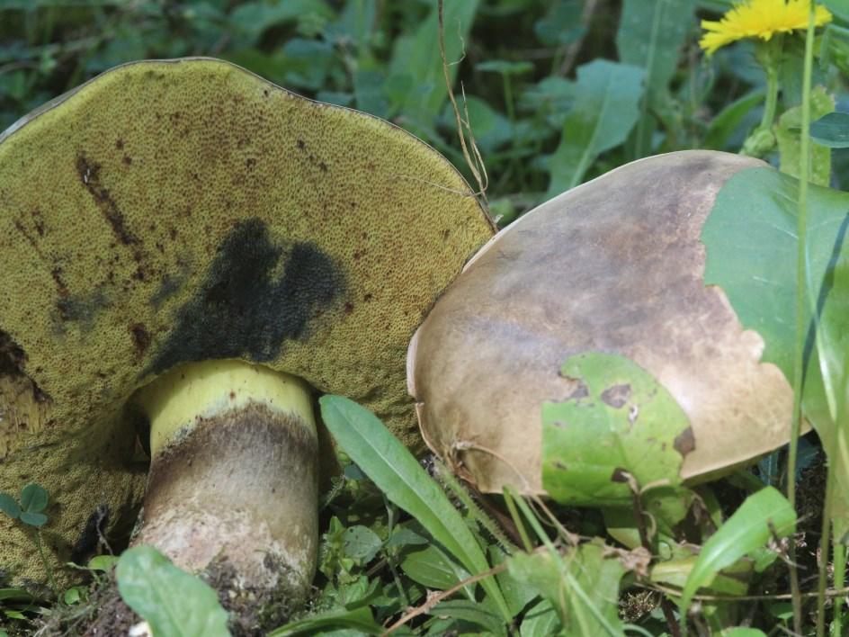 Boletus radicans Tüskés