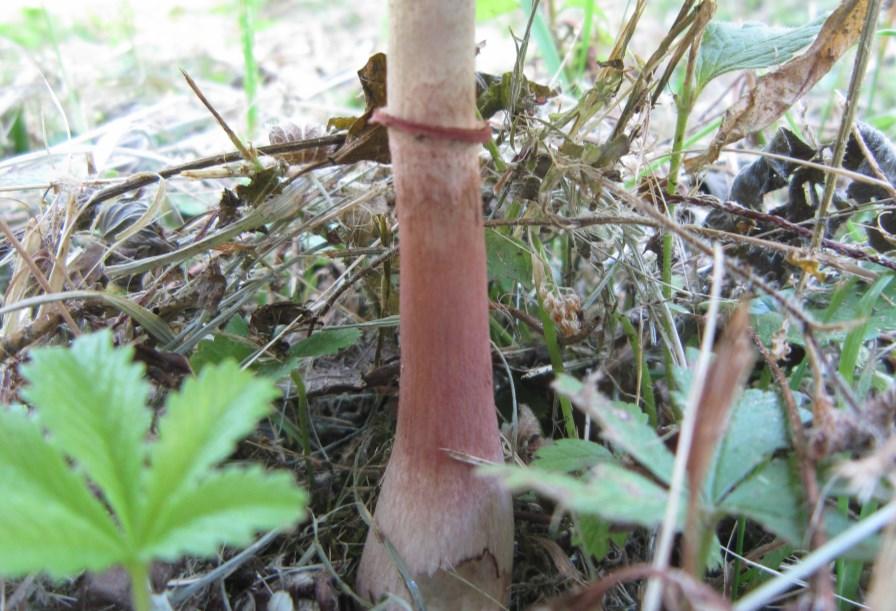 Volvariella bombycina - Óriás