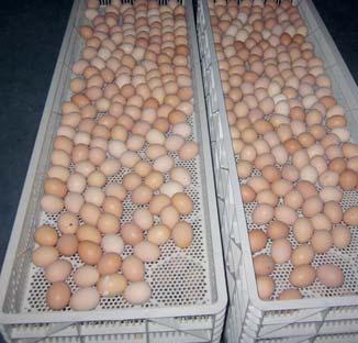 Automatizálás 1 A lámpázás, a tojásoknak az előkeltető tálcáról a bújtatótálcára való átrakása, az előkeltető tálcák előkocsiról való leszedése, a bújtatótálcák bújtatókocsira történő
