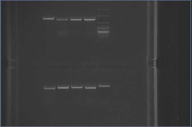 13. ábra: N. gonorrhoeae DNS gélelekrtoforézise 4.5.5. Tisztítás exonukleázzal és alkalikus foszfatázzal 2,5 μl PCR termékhez 1 μl ExoSAP-IT reagenst (Biomedica Hungária Kft.