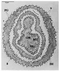 4. ábra Frissen kikelt nőstény repcebecőgubacsszúnyog részben kitolt tojócsővének keresztmetszete a 8. szelvénynél (Isidoro és mtsai., 1992 nyomán) PG feromon mirigy 8 és 9 