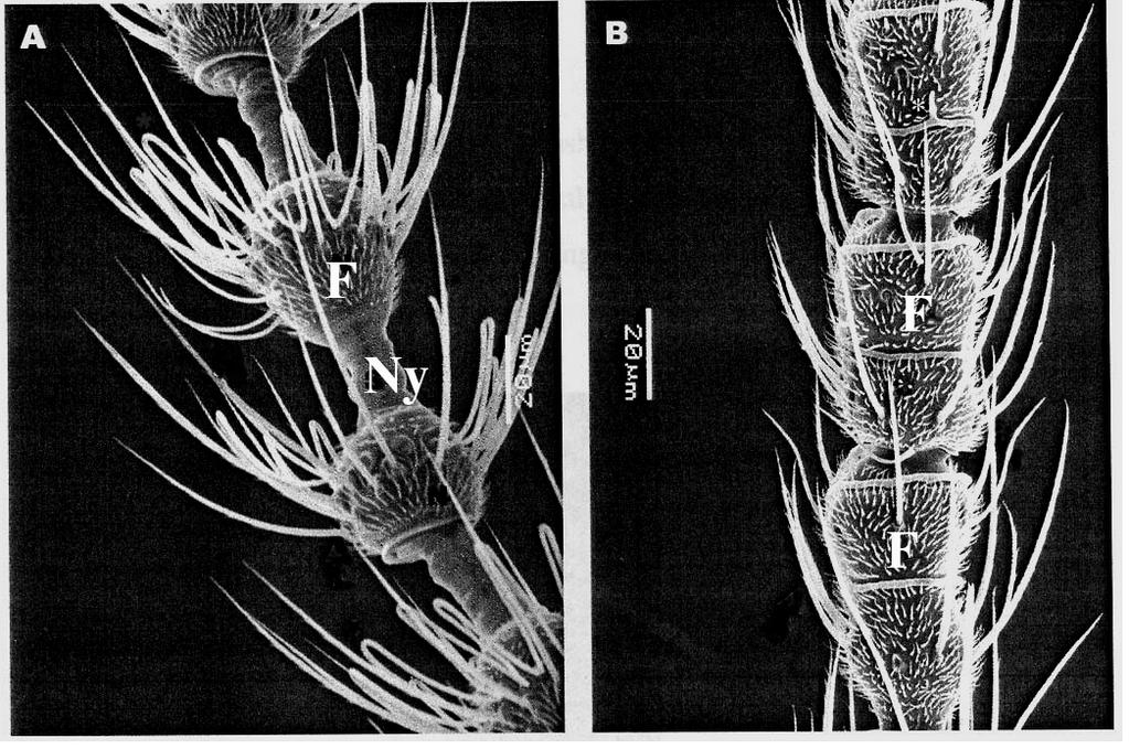 nőstényeknél 40 µm, míg a csápízek átmérője kisebb, rendre 35 µm körüli (Crook és Mordue, 1999). Azt ezt követő csápízek alakja hengeres és méretüket tekintve azonosak.