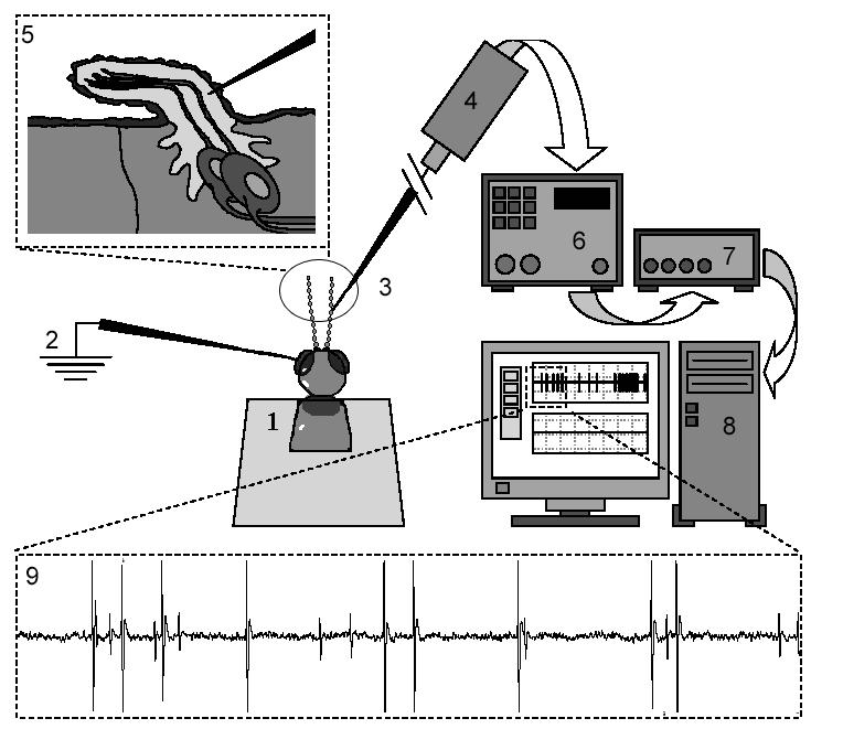 11. ábra. Az ingerület elvezetés egyedi érzékszőrről (single sensillum recording, SSR) elvi vázlata (Stensmyr, 2004 nyomán).