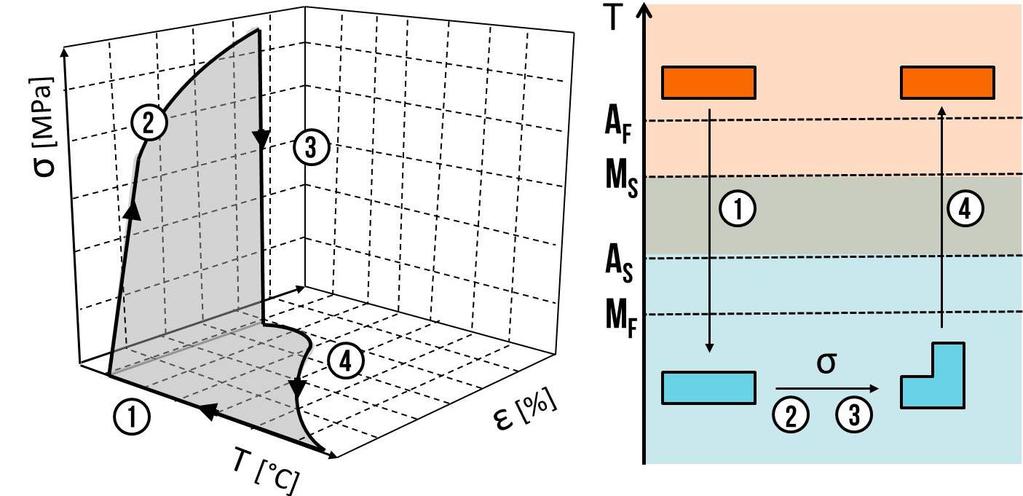 3. ábra: Az egyutas alakmemória termomechanikus ciklusa Az egyutas alakmemóriánál bemutatott ciklus valós esetben maradó alakváltozással jár.