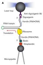 Mechanoenzim komplex Riboszóma Az élő sejt