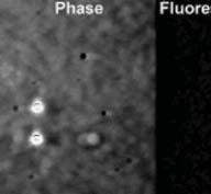 s θ(s) DNS molekulák atomerő mikroszkópos felvétele 5 nm EI = hajlítómerevség (E = Young modulus - anyagfüggő, I = keresztmetszet