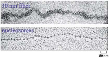 A humán genom fizikai mérete A tanteremnyi modell-sejtre adaptálva: Idealizált sejt: 2 µm oldalfalú kocka Analógia - Tanterem: 2 m oldalfalú kocka filamentum a reptációs alagútban A DIFFÚZIÓ