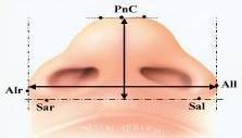 Az orr intrinzik, intranazális szimmetriájának meghatározásához használt aránypárok: - az orr magasságának és szélességének aránya (24.