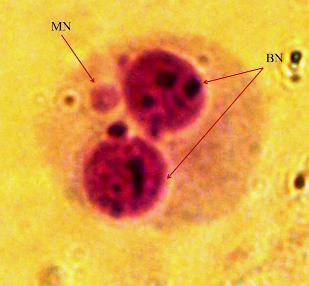 Amennyiben a sejtosztódást leállítjuk a leány sejtmagvak létrejötte után, de még a citoplazma kettéválása előtt, az így keletkező binukleáris sejtekben megjelenő mikronukleuszok arányosak az elnyelt