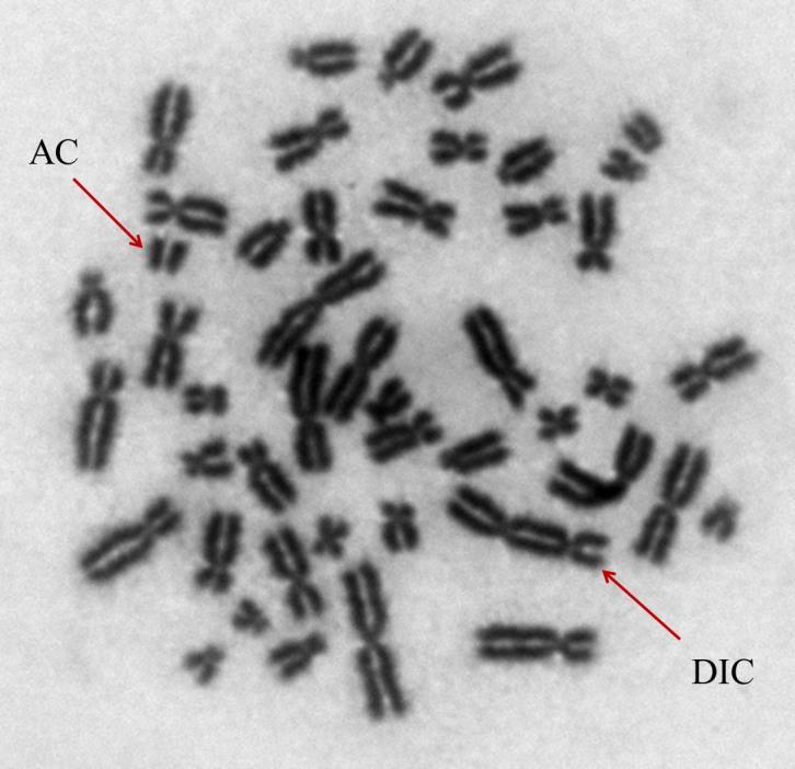 Dicentrikus assay (DIC): A dicentrikus kromoszóma assay szintén a DNS kettős lánctörések kimutatására épül.