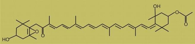 (kék, vörös) Karotenoidok β - karotin (kék) fukoxantin (kékeszöld -