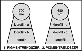 Pigmentek Szárazföldi növények és zöldalgák Klorofillok Karotenoidok klorofill - a klofofill - a (kék,