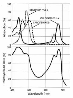 lutein (kék) klorofill - b β - karotin lutein Pigmentek Szárazföldi növények és zöldalgák Klorofillok