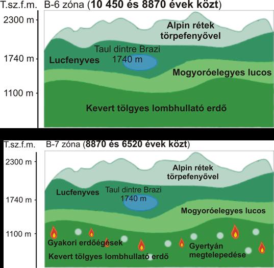 Gyors klímaváltozások a holocénben (11700 évtől napjainkig) 5 szemben az Alpokban ekkor a a szintén humidabb klímát kedvelő bükk (Fagus sylvatica) jelent meg, és tartósan meg is maradt a lehűlés után