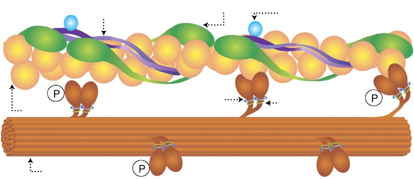 A simaizom fehérjéinek molekuláris felépítése