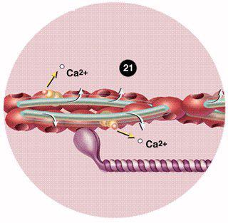 A szabad ACh-t a kolinészteráz-enzim bontja, a kolin
