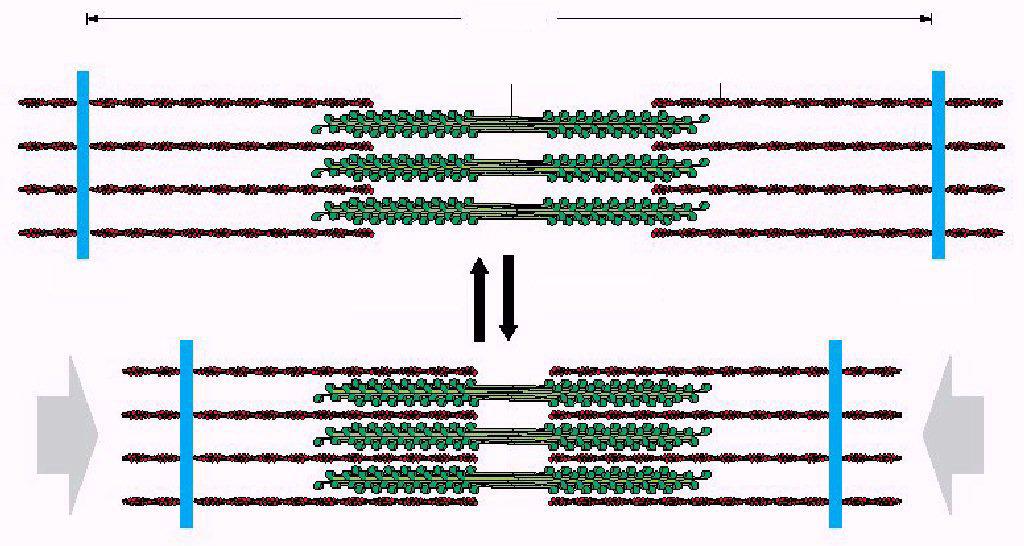 SARCOMER vastag filamentum MYOSIN vékony filamentum AKTIN elernyedés összehúzódás Z lemez A-csík I-csík A vázizmokban a kontrakció alatt (E) a) aktiválja az