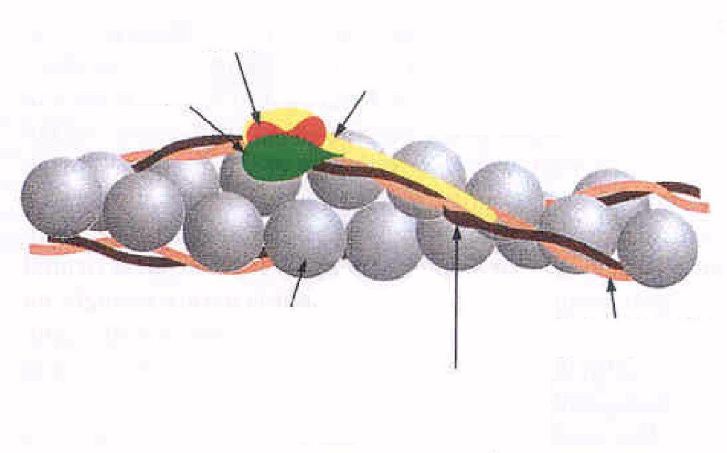 A vázizomban az izomkontrakcióban szereplő fehérjék egyike ATP-áz aktivitással rendelkezik.