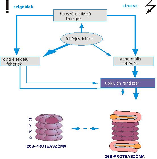 1. Irodalmi bevezetés 1.1. A szabályozott fehérjelebontás és szerepe a sejt életében A sejtben egy adott fehérje koncentrációja attól az egyensúlytól függ, amelyet a szintézis és lebontás egymáshoz