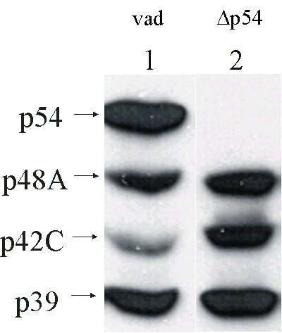 3.5. A p54 mutáns molekuláris biológiai jellemzése A korábban említett molekuláris genetikai kísérletek azt mutatták, hogy a p54 állatok a pros54 gén null mutánsának tekinthetők.
